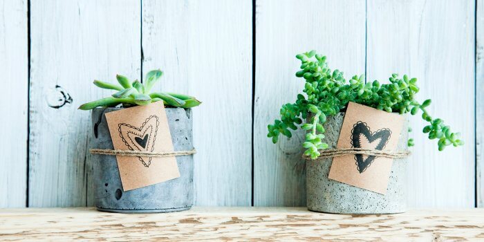 Nachhaltige Hochzeitsgeschenke: Eine Pflanze zur Hochzeit verschenken!